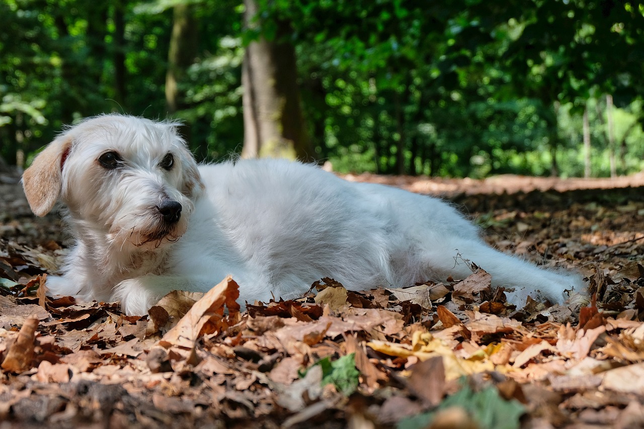 How to Find Pet-Friendly Restaurants on the Go